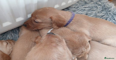 Labrador Retriever dogs - Advert 1