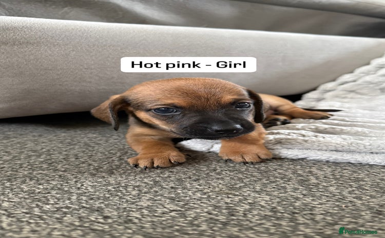 Mixed Breed dogs - Advert 6