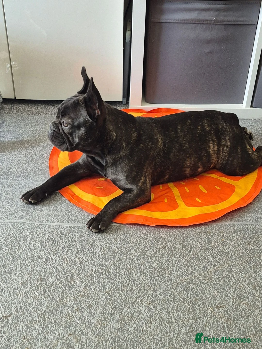 French Bulldog dogs for sale: Frenc bulldog in Southampton - Advert 3