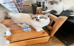 Ragdoll cats for sale:  Rehoming Ragdoll Cats. Indoor Homes Onlyz  - Image 6