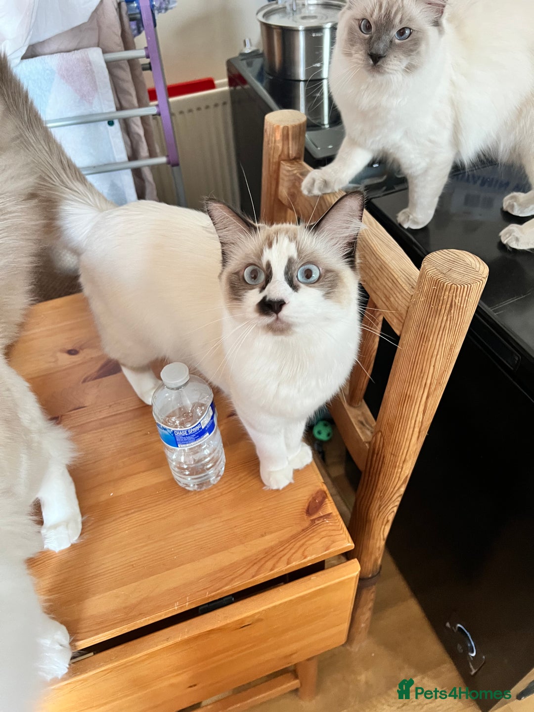 Ragdoll cats for sale:  Rehoming Ragdoll Cats. Indoor Homes Onlyz  - Image 6