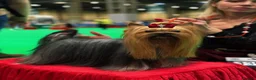 Yorkshire Terrier dogs for sale: Kc registered Yorkshire terrier puppies - Advert 10