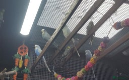 Budgerigars birds for sale: !!! YOUNG BUDGIES READY FOR REHOMING!!! - Image 1