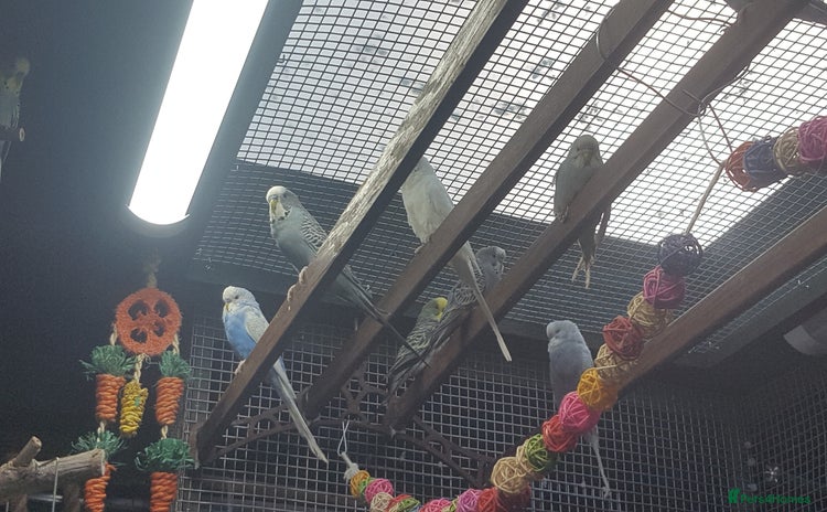 Budgerigars birds - Advert 5