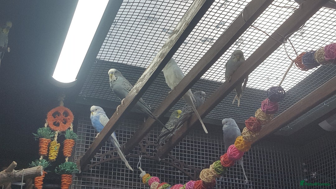 Budgerigars birds for sale: !!! YOUNG BUDGIES READY FOR REHOMING!!! - Image 1