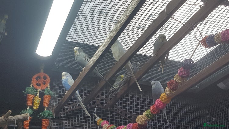 Budgerigars birds - Advert 11