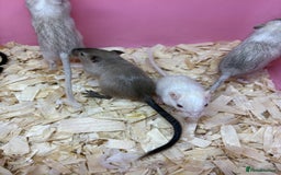 Gerbil rodents for sale: Baby gerbils ready now  - Image 3