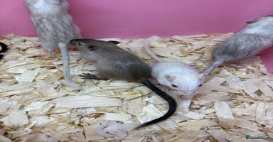 Gerbil rodents - Advert 3