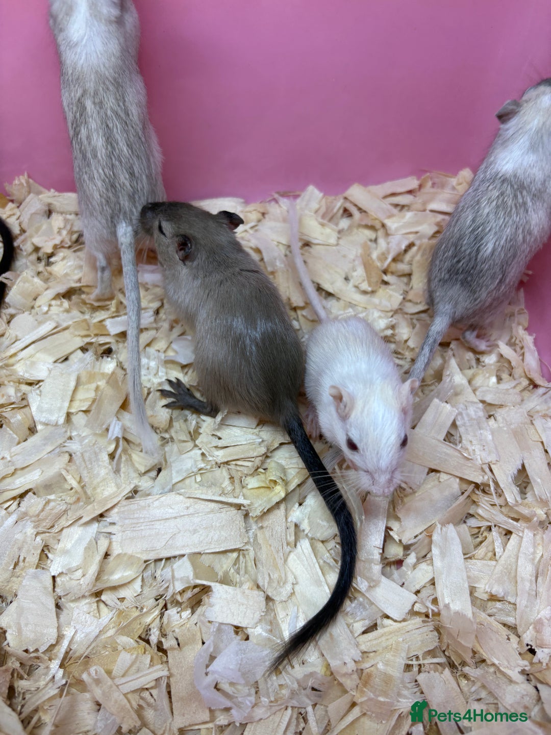 Gerbil rodents for sale: Baby gerbils ready now  - Image 3