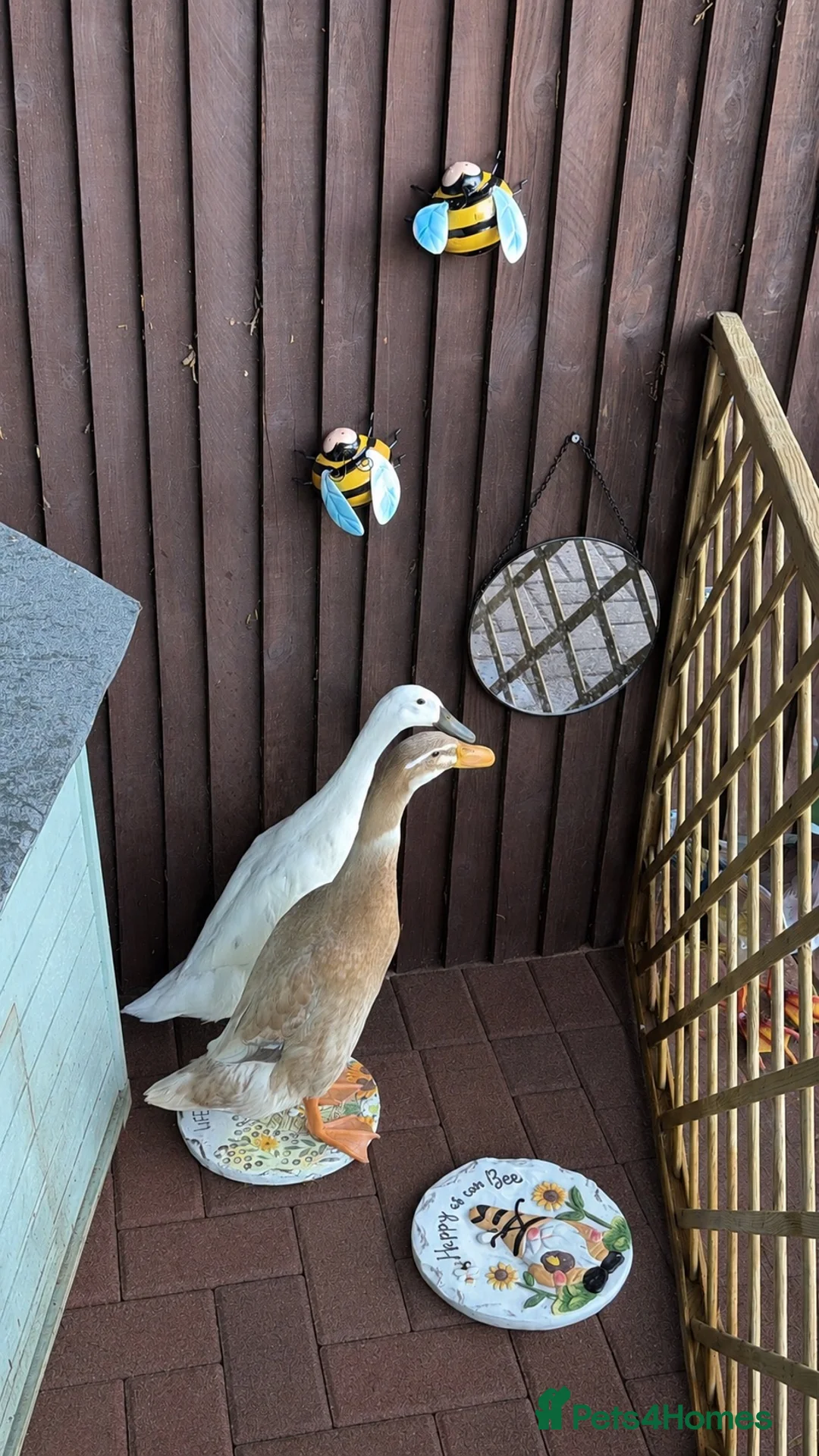 Ducks poultry for sale: Runner ducks  in St Albans - Advert 2