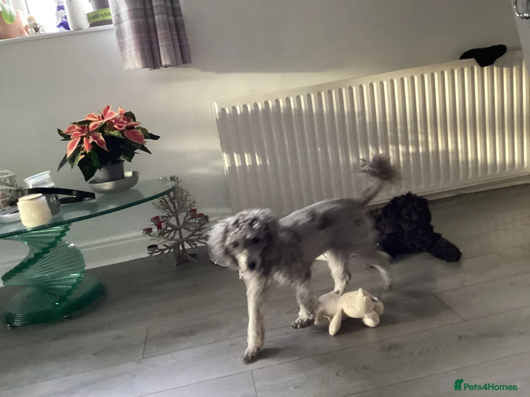 Toy Poodle dogs for sale: Kennel club pupps - Advert 6
