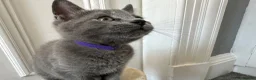 Russian Blue cats for sale: Russian Blue Kittens - Advert 27