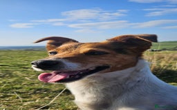 Patterjack dogs for sale: Patterjack Puppy  - Image 6