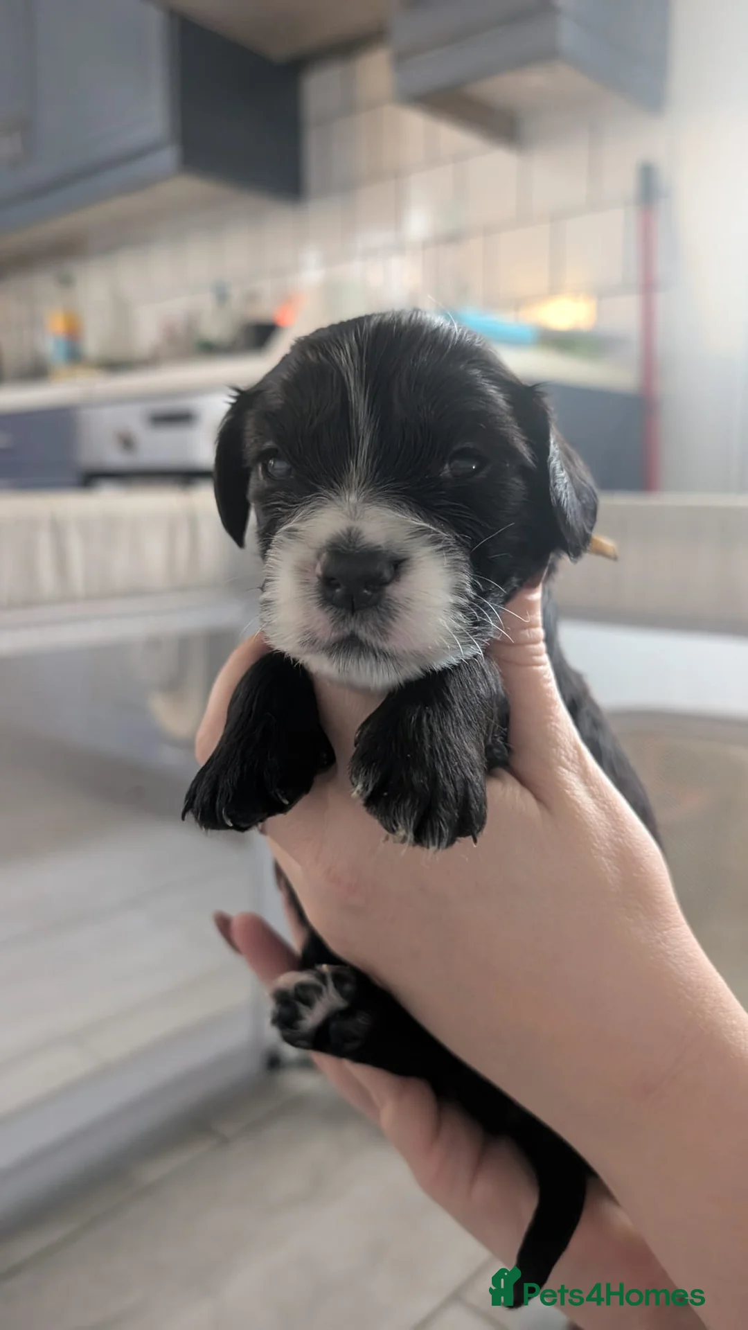 Cockapoo dogs for sale: Cockapoo puppies - Advert 32