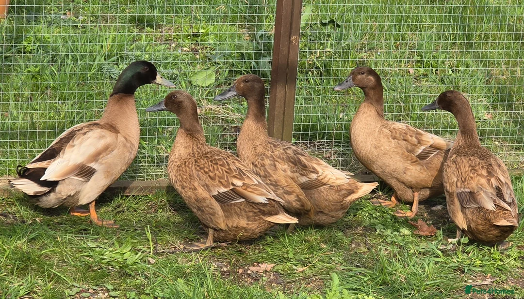 Ducks poultry for sale: Khaki Campbell hatching eggs  - Advert 1