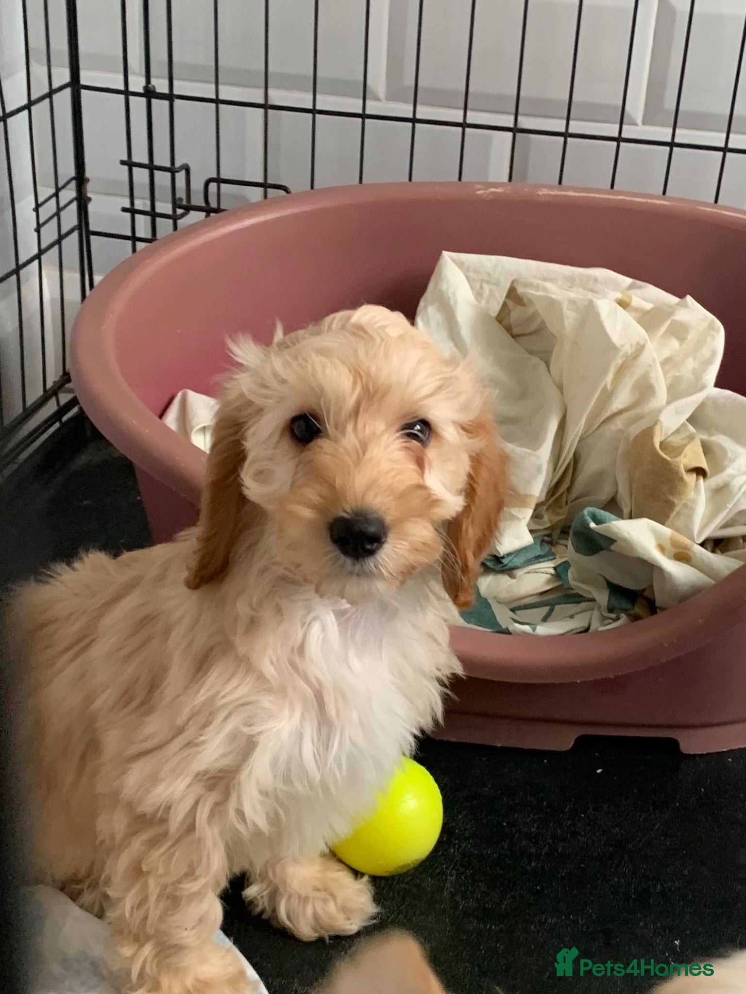 Cockapoo dogs  f1b cockapoo puppies dna clear ready now 2 left  - Advert 5