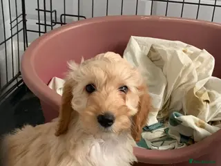 Cockapoo dogs f1b cockapoo puppies dna clear ready now 2 left - Advert 5