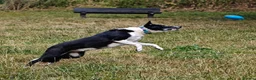 Border Collie dogs for adoption: Meet Max, looking for a new family or foster home - Advert 13