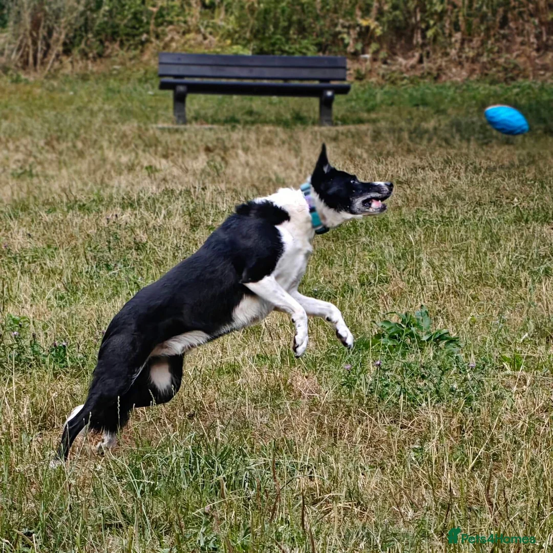Border Collie dogs for adoption: Meet Max, looking for a new family or foster home - Advert 13