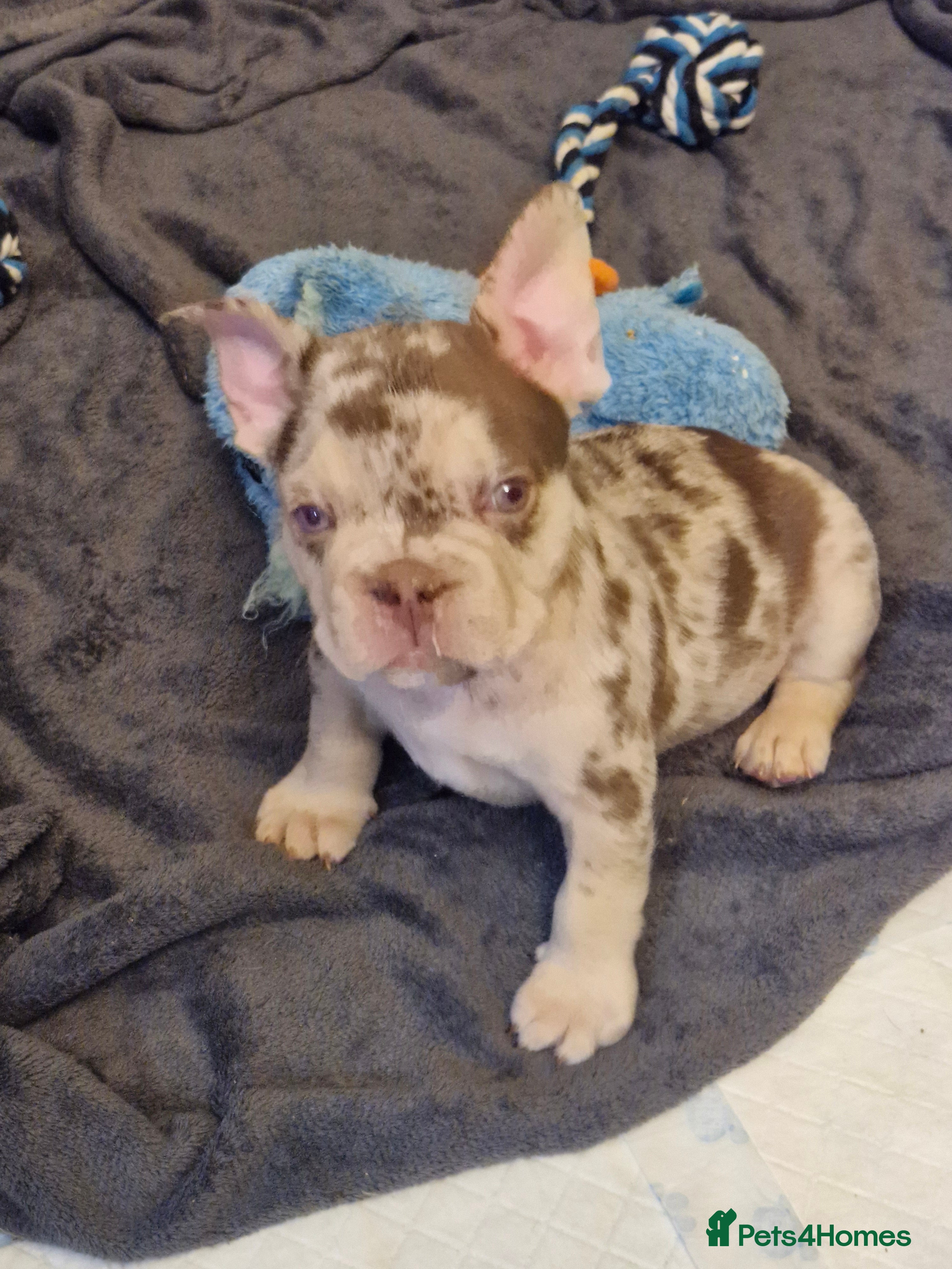 French Bulldog dogs Double Chocolate fluffy carrier £1500 - Advert 5