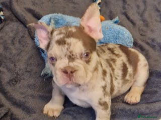French Bulldog dogs Double Chocolate fluffy carrier £1500 - Advert 5