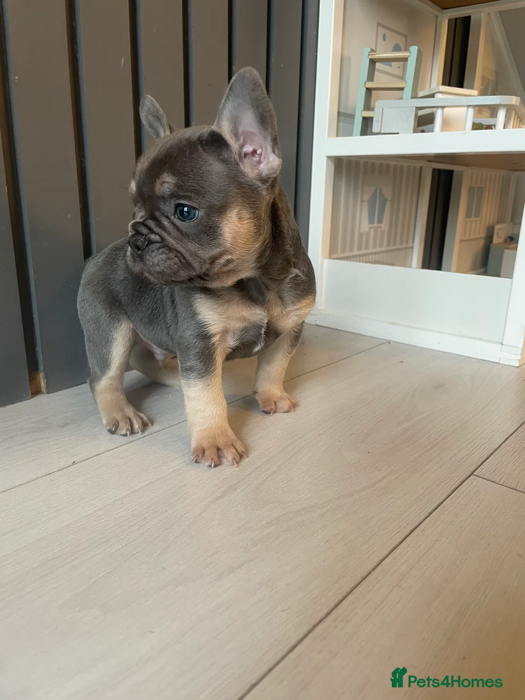 French Bulldog dogs for sale: Beautiful healthy French bulldogs  - Advert 11