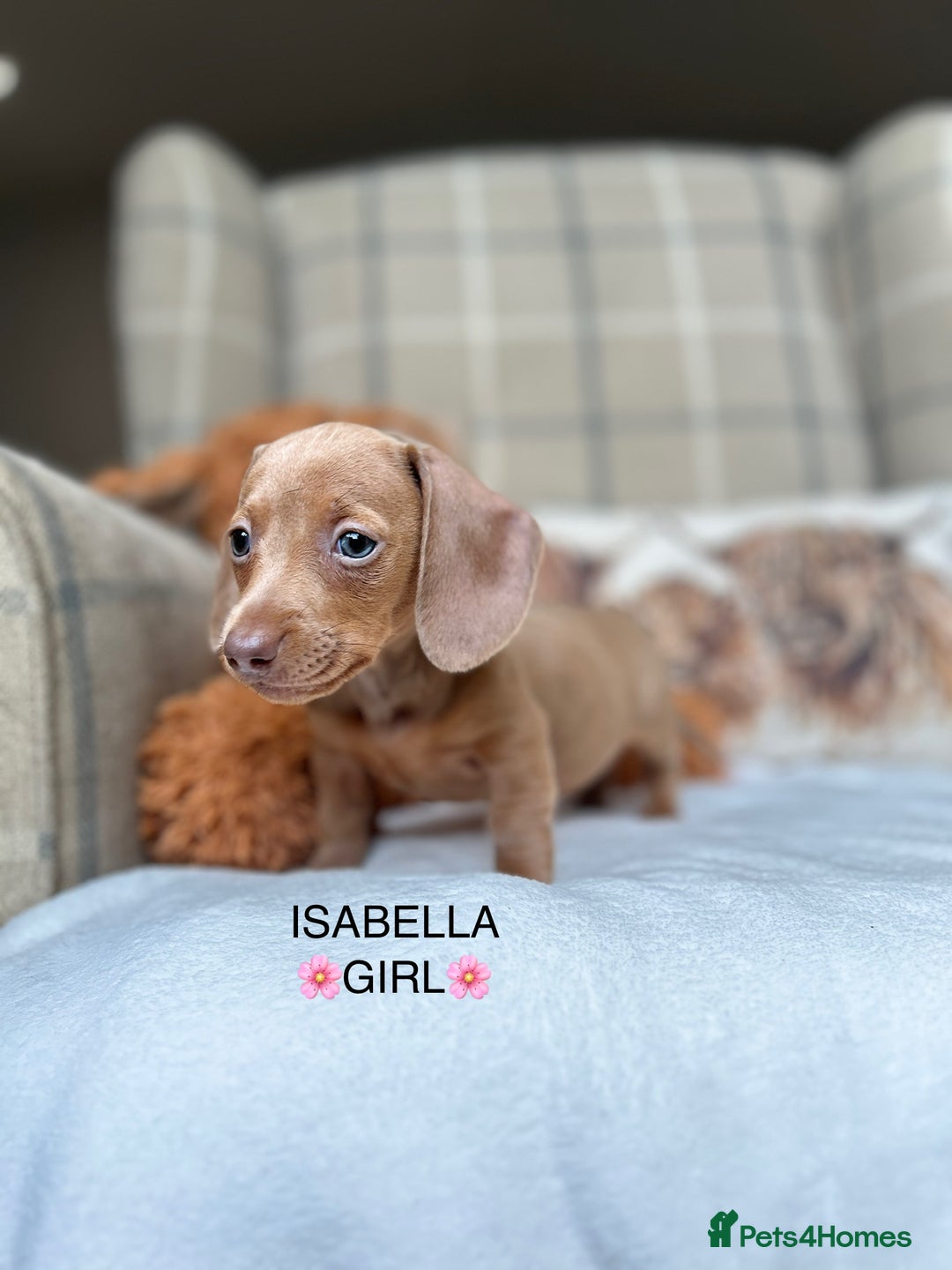 Miniature Dachshund dogs for sale: ❤️MINIATURE DACHSHUNDS❤️ - Image 9