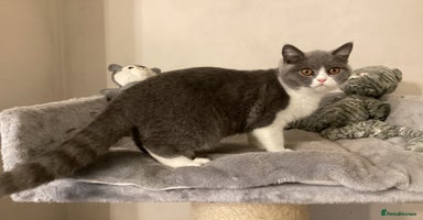 British Shorthair cats - Advert 10