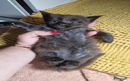 Maine Coon cats for sale: Maine coon kittens - Image 7