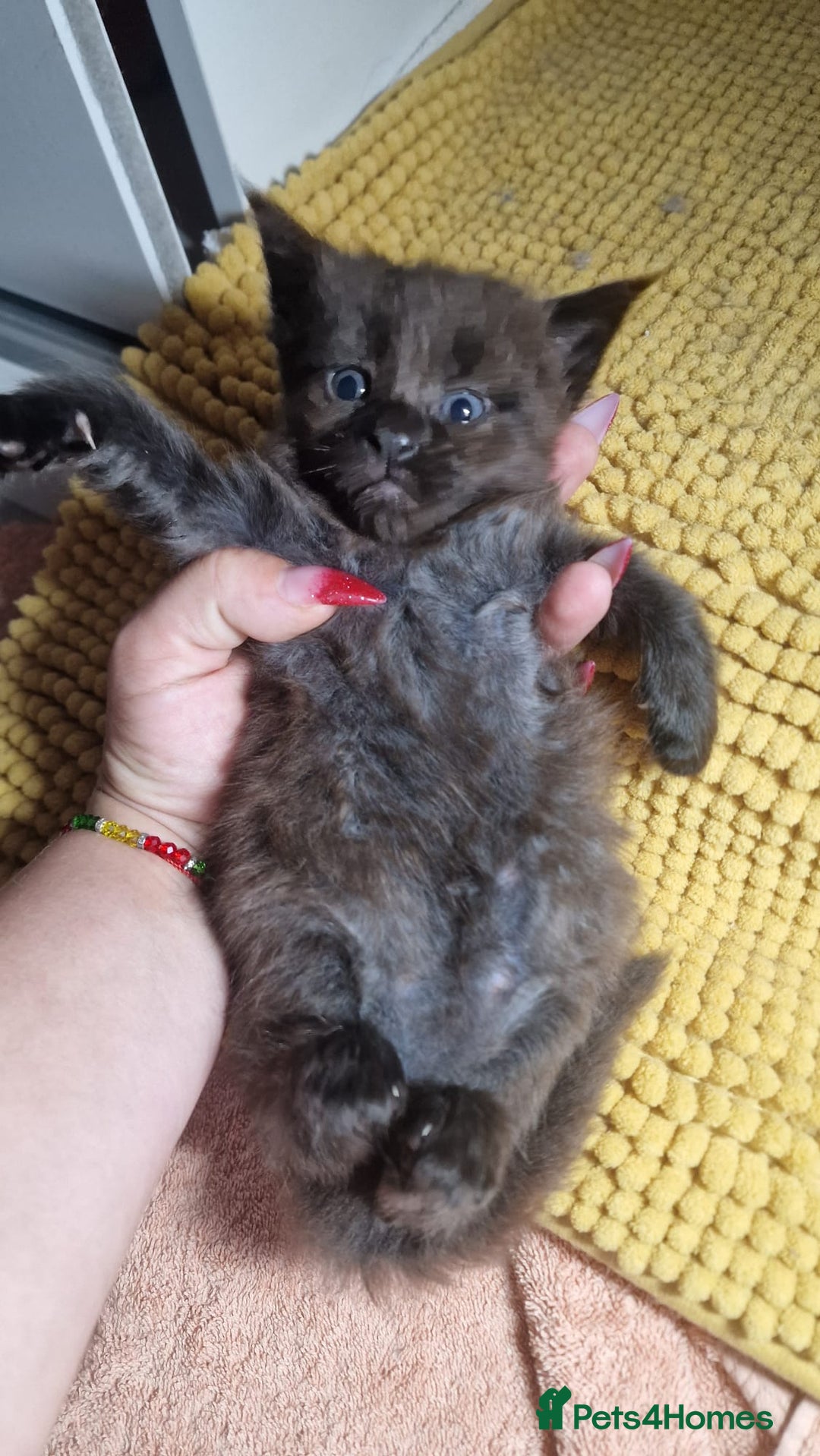 Maine Coon cats for sale: Maine coon kittens - Image 7