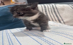 Maine Coon cats for sale: 5 beautiful kittens  - Image 17