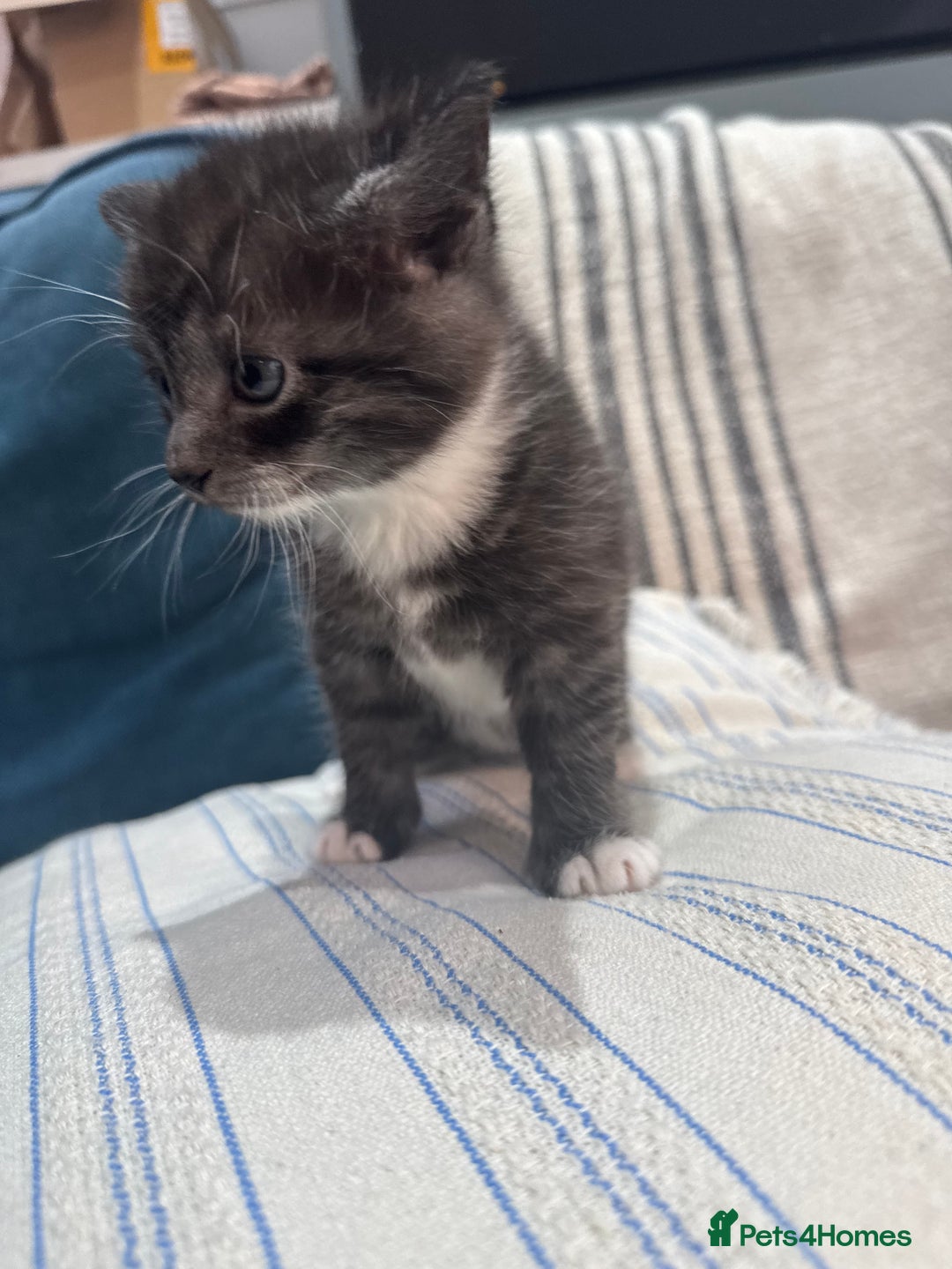 Maine Coon cats for sale: 5 beautiful kittens  - Image 17