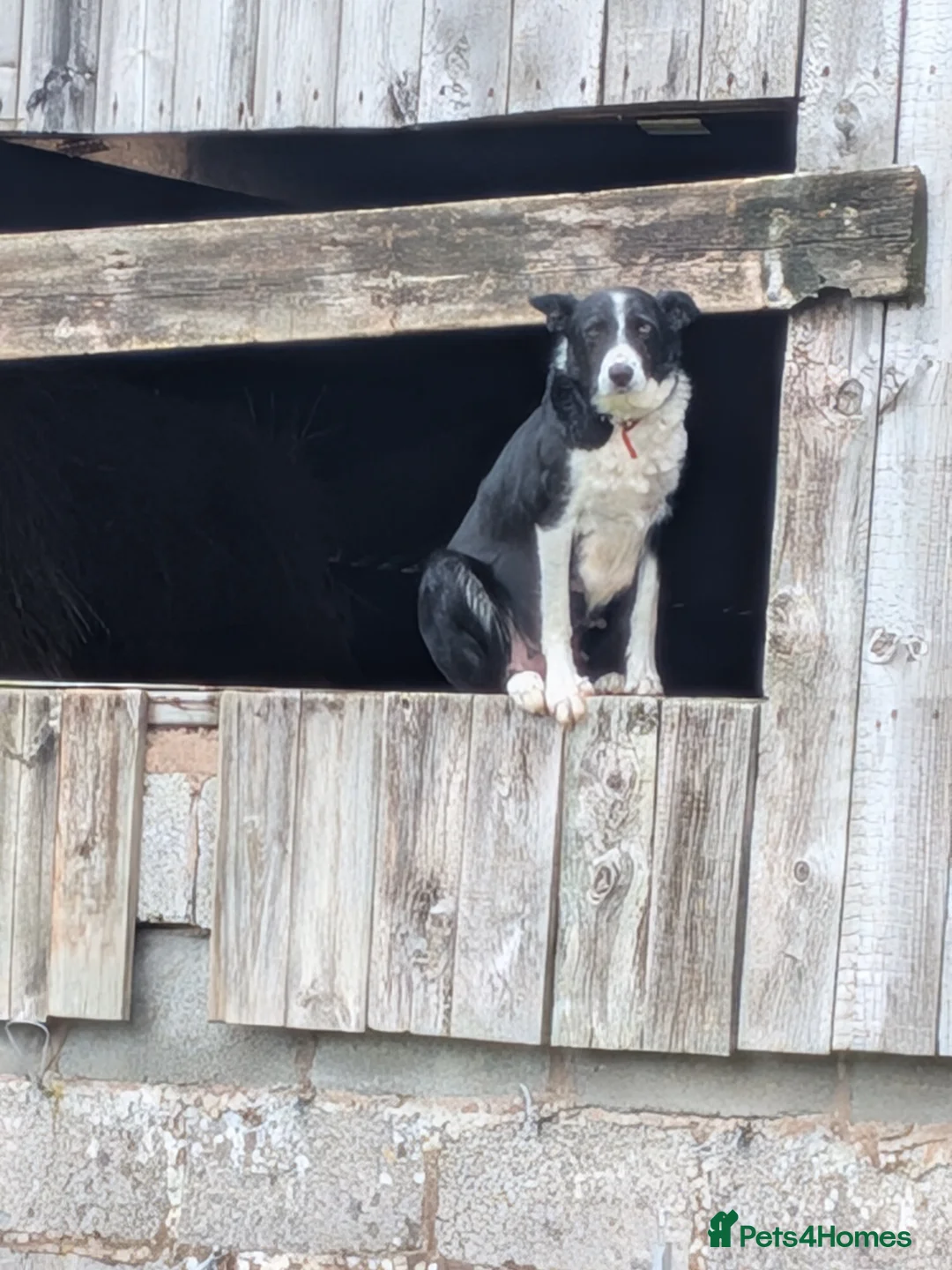 Border Collie dogs for sale: Mr D Metcalfe  - Advert 2