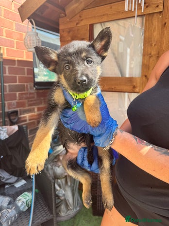 Belgian Shepherd Dog dogs - Advert 6