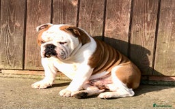 English Bulldog dogs for stud: KC HEALTH TESTED BULLDOG in Ashford - Image 5
