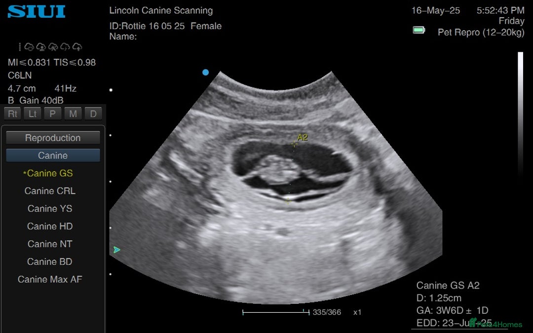 Rottweiler dogs for sale: ETTA'S PUPS COMING SOON!  - Advert 16