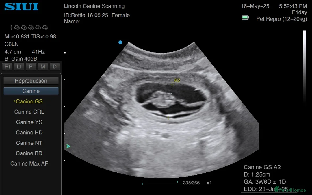 Rottweiler dogs for sale: Rottweiler pups ready to reserve.  - Advert 24