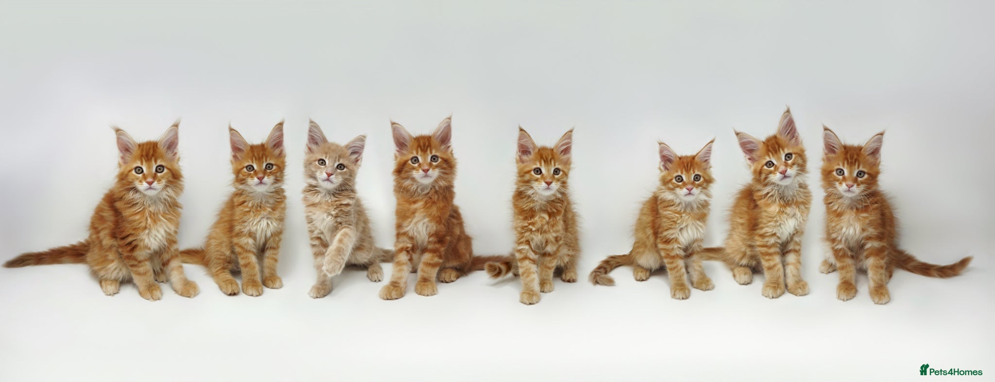 Maine Coon cats Exceptional Maine Coon Kittens - Rare Red Girls - Advert 2
