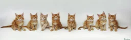 Maine Coon cats for sale: Exceptional Maine Coon Kittens - Rare Red Girls - Advert 14