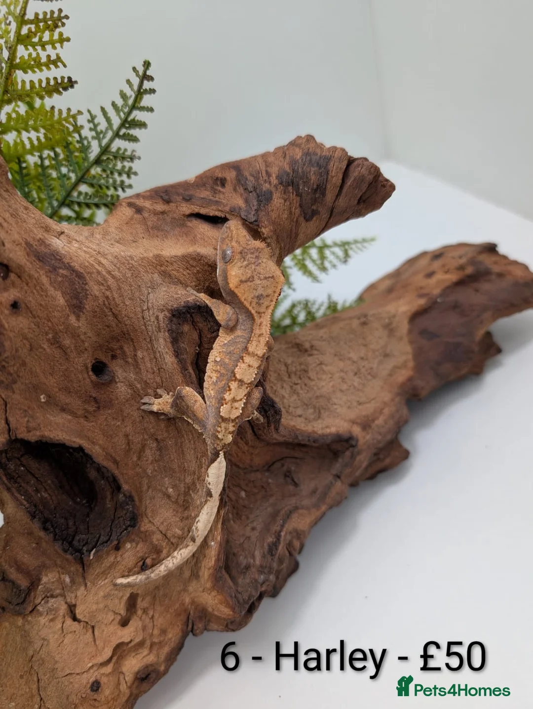 Gecko reptiles for sale: Beautiful Mix of Crested Geckos - Advert 4