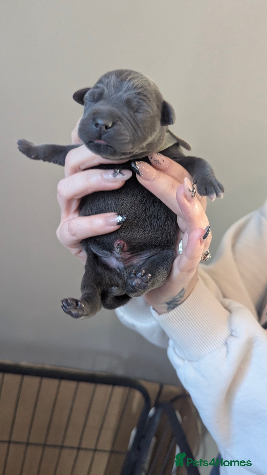 Staffordshire Bull Terrier dogs for sale: Beautiful KC reg Staffordshire bull terriers - Advert 32