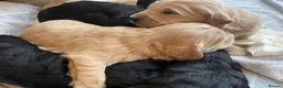Goldendoodle dogs for sale: F1 golden doodles mini  in Basingstoke - Advert 2