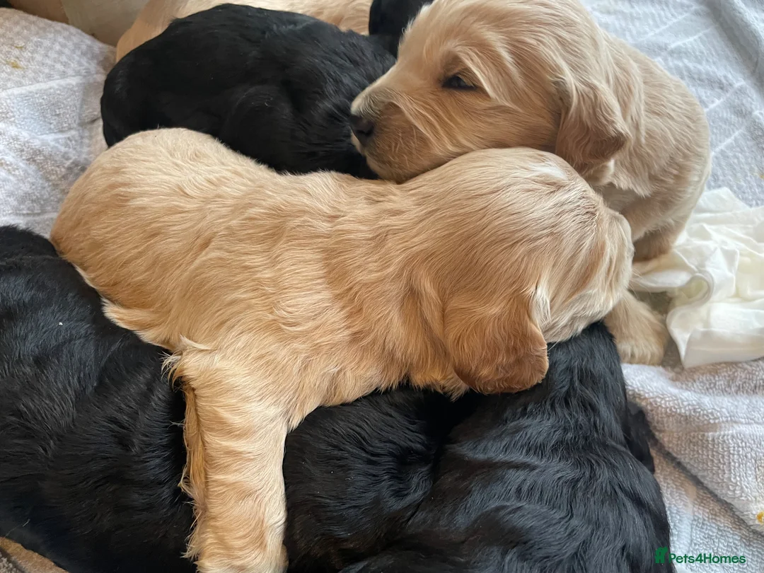 Goldendoodle dogs for sale: F1 golden doodles mini  in Basingstoke - Advert 2