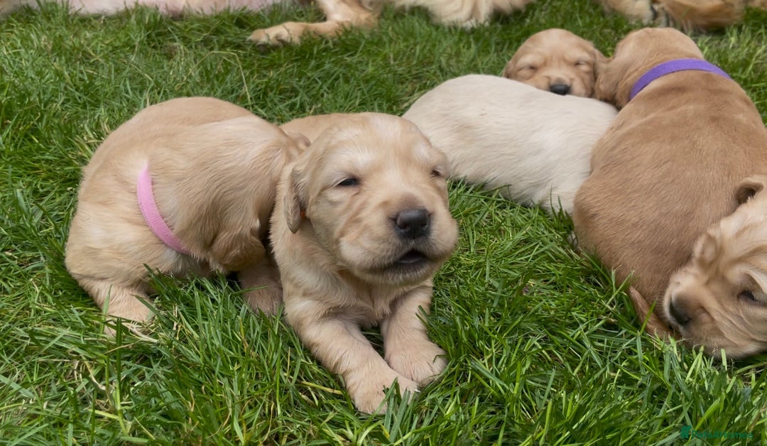 Golden Retriever dogs for sale: OUTSTANDING PEDIGREE GOLDEN RETRIVER PUPPIES KC - Image 13