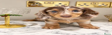 Miniature Dachshund 3
