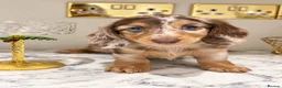 Miniature Dachshund dogs for sale: EXCEPTIONAL LONGHAIRED MINIATURE DACHSHUND PUPPIES - Advert 5