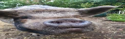 Pig livestock for sale: 2 kune kune pigs  - Advert 5