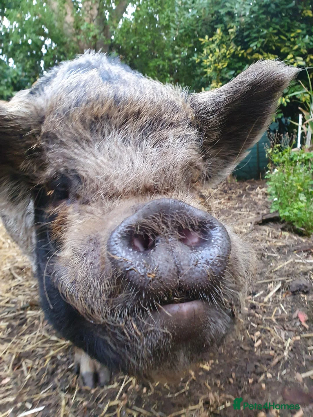 Pig livestock for sale: 2 kune kune pigs  - Advert 5