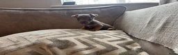 Jack Russell dogs for sale: Miniature Jack Russell  - Advert 8