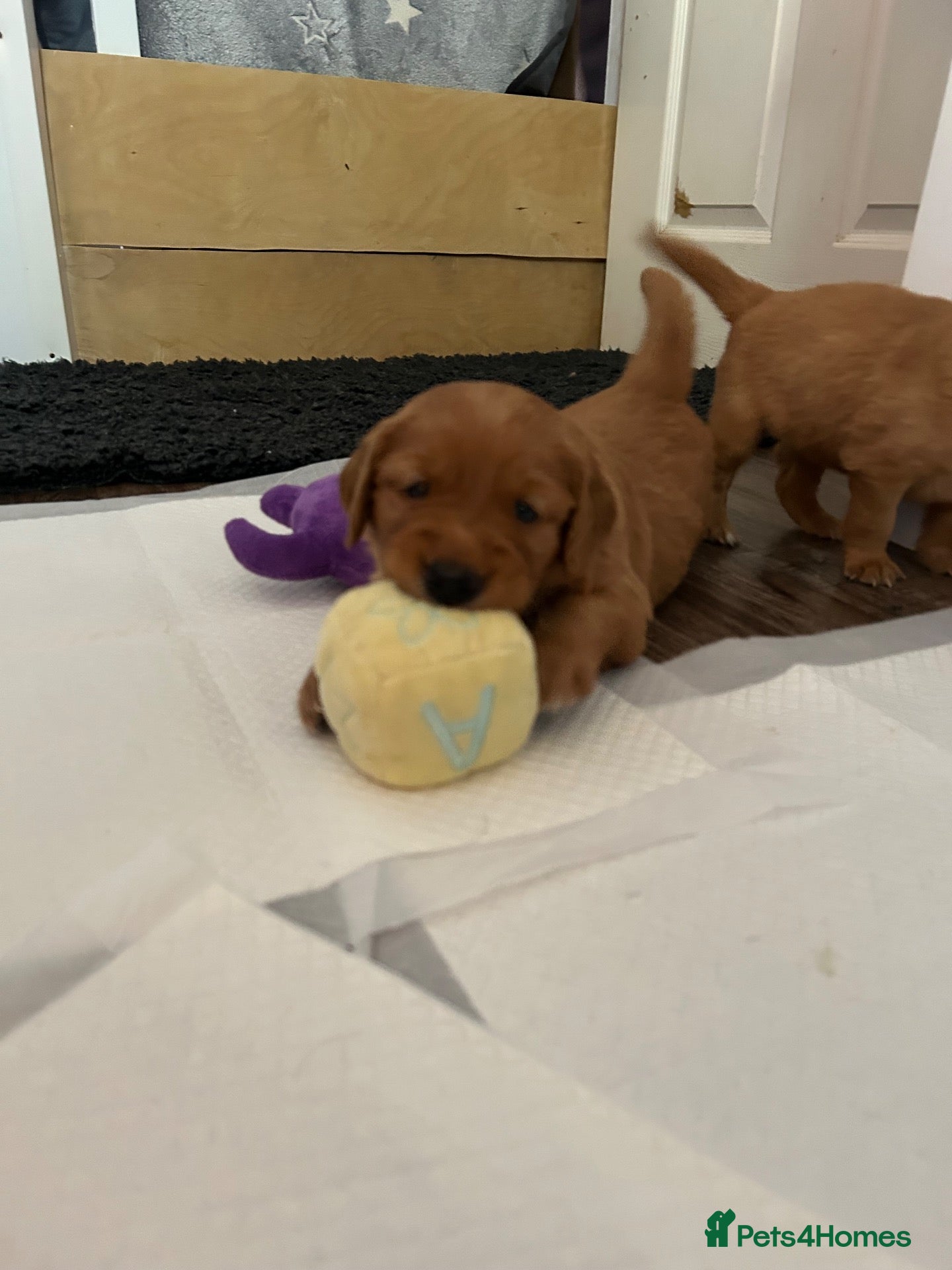 Golden Retriever dogs for sale: Beautiful dark red golden retriever puppies  - Advert 2
